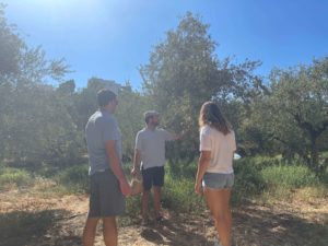 olive grove tour