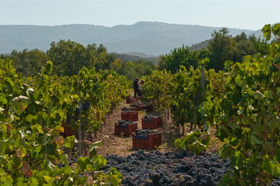 greek wines of Chios island | GreeceFoodies