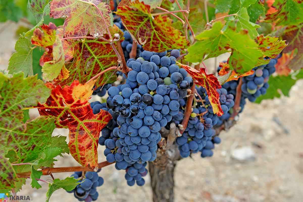 Ikaria Wines - greek wines