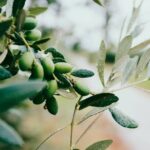 Nafplio Olive Oil Tasting