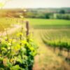 Nemea Wine Region for Wine Lovers boutari winery