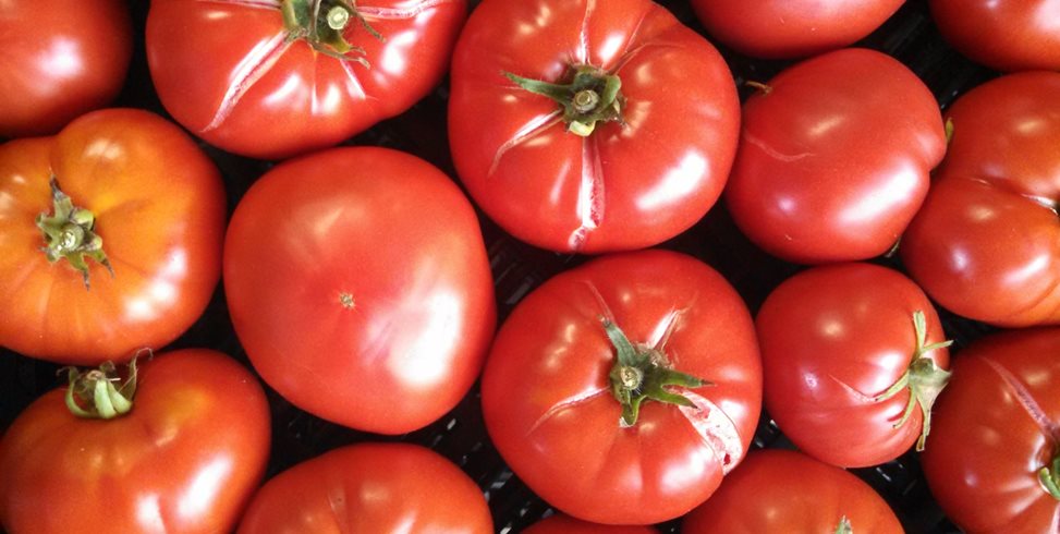 greek tomatoes