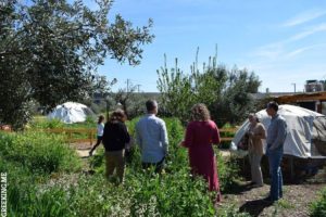 olive trees athens food tours