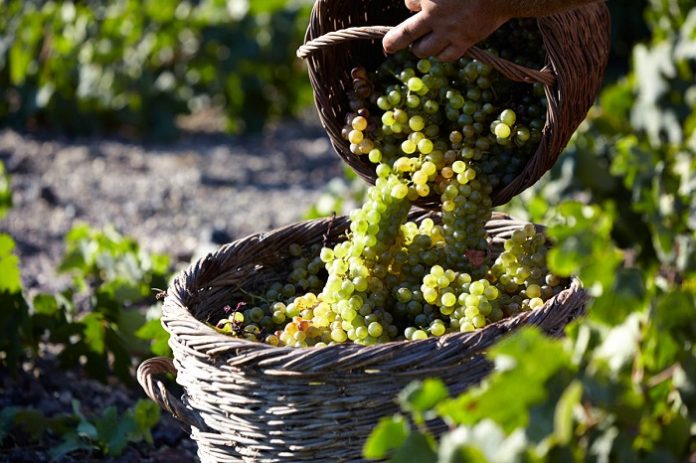 wine harvest | GreeceFoodies